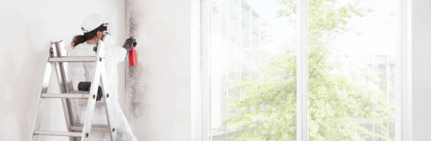 Best Mold Removal for HVAC Installations  in Muncie, IN
